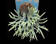 Platycerium Willinckii