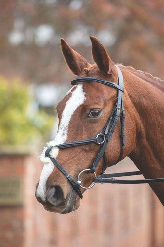 Shires velociti gara mexican - gara,