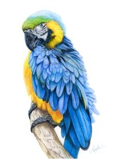 Blue and gold macaw - and,