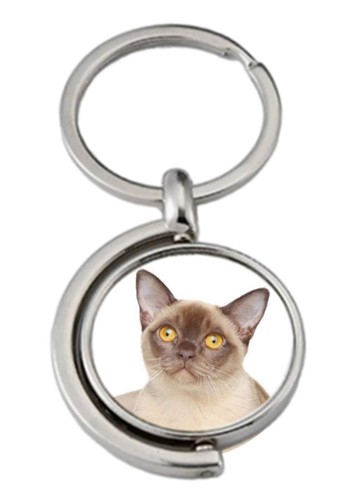 Burmese cat pet spinning - burmese,