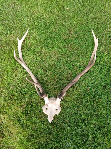 Large point red deer - deer, antlers