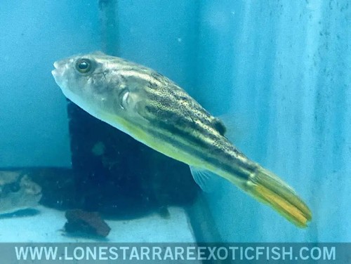 Fahaka puffer tetraodon - fahaka,