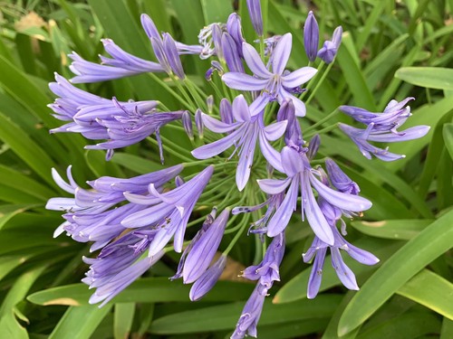 Purple lily the nile - purple,
