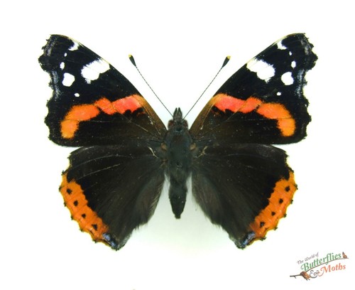 Red admiral butterfly - , vanessa