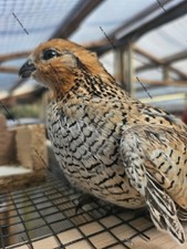 6 Bobwhite Quail Eggs Mexican