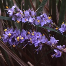 LIBERTIA CAERULESCENS AN