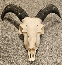 Fantastic Ram Skull taxidermy