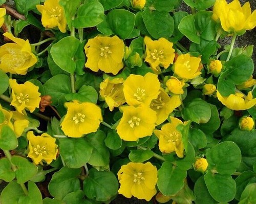 Creeping jenny inc pond plant - creeping,