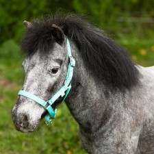 MINI SHETLAND NYLON HEADCOLLAR