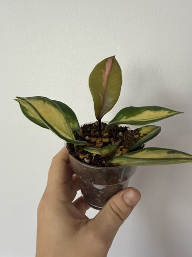 Hoya carnosa tricolour - carnosa,