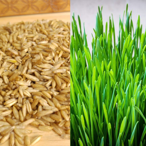 Organic sweet oat grass - oat,