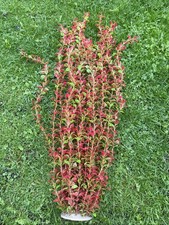 Fish Tank Aquarium Extra Large Artificial Plants Red and Green Colour 95cm H