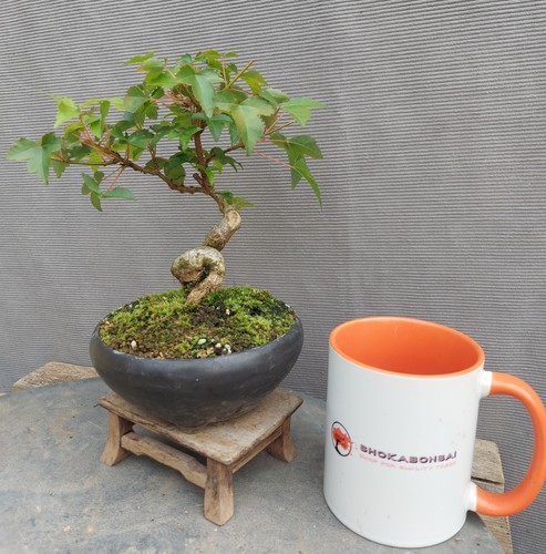 Beautiful shohin trident maple - shohin,