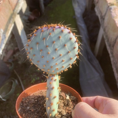 8cm succulent cactus - 8cm,