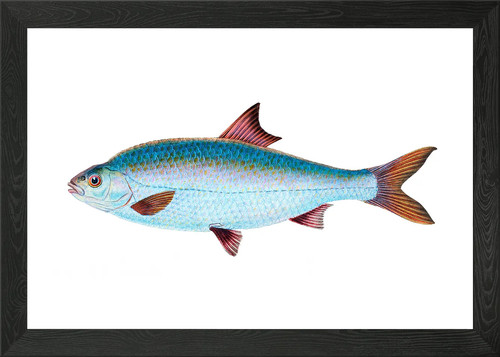 Roach cyprinus rutilus - roach,