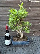 Bonsai Tree's Monster  Tiger