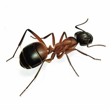 1986 Red Ant Formica Rufa Durin Bernard Les Insectes Vintage 11 x 13 in