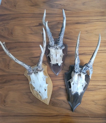 Roe deer skull - deer,