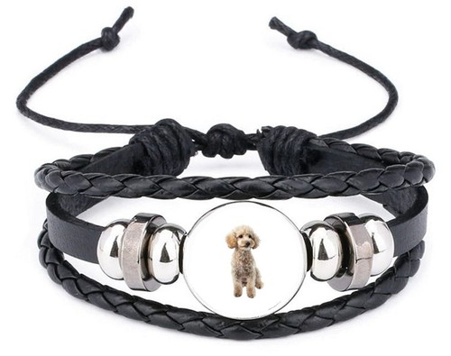 Miniature poodle dog pet - miniature,