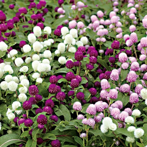Gomphrena mix plug plants - gomphrena, mix,