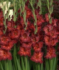 10 Gladioli Chocolate Summer