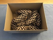 20 Large Natural Pine /Fir