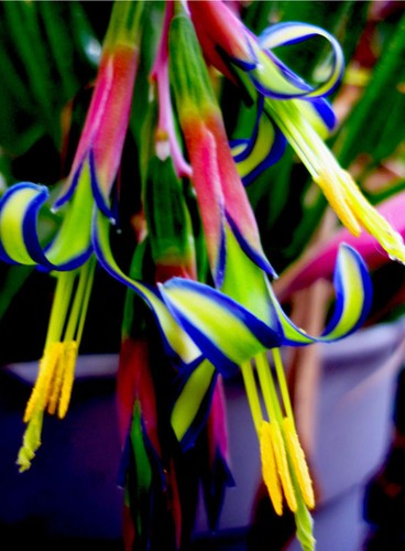 Queen tears bilbergia - queen's, tears,