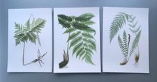BOTANICAL ANTIQUE FERNS #2