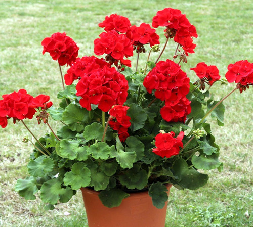 Grandeur power red - "grandeur,