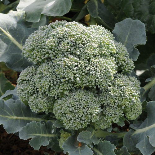 Broccoli marathon calabrese - broccoli,