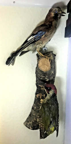 Vintage taxidermy 2 - taxidermy,