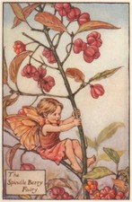 Spindel Berry Fairy by Cicely Mary Barker. Autumn Flower Fairies c1935 print