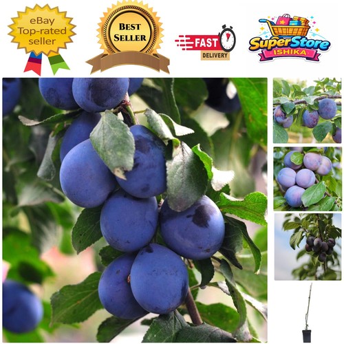 Potted black amber plum - plum,