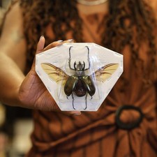 Atlas Beetle SPREAD Chalcosoma