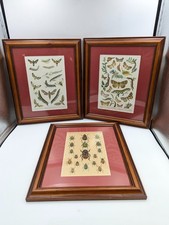 3x Vintage Moths Caterpillars & Beatles Framed Prints - 14" x 12" x 1"