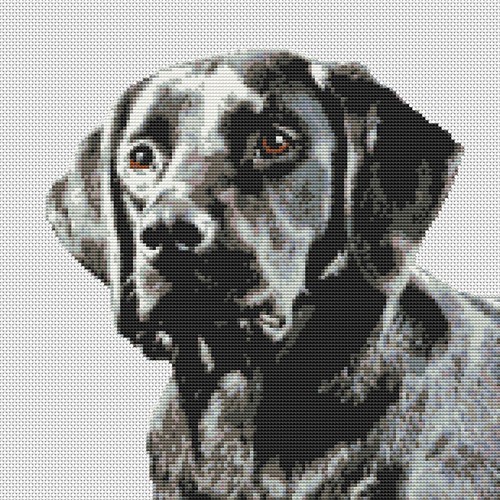 Black labrador lab - black, puppy