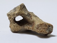 Stunning vertebra dinosaur - stunning,