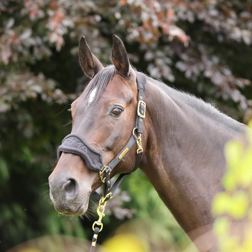Shires arma fleece headcollar - arma,