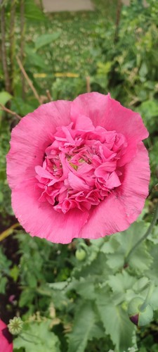 Rose peony poppy seeds - rose,