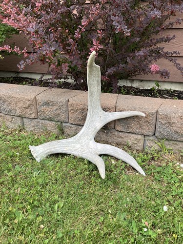 Maine moose antler - moose, antler!