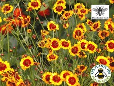 Golden Tickseed Coreopsis