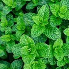 Mint Seeds 200 Fresh Garden Mint Herb Seeds for Planting UK Indoor Outdoor Hardy