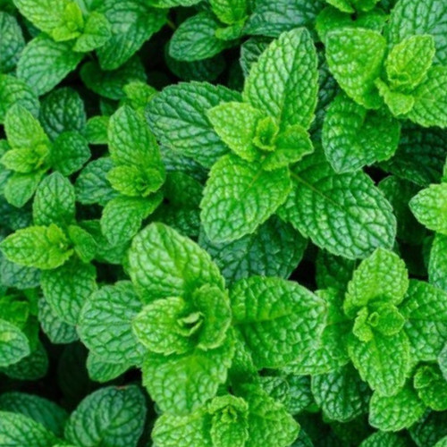 Mint seeds 200 fresh garden - seeds,