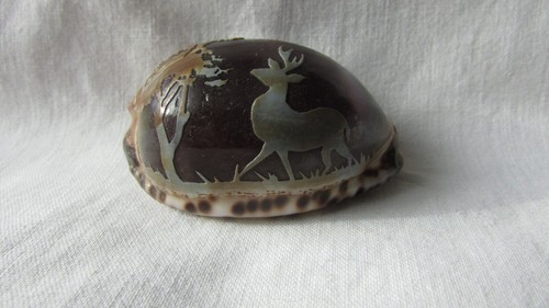 Cameo cowrie shell deer - cameo, stag