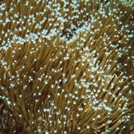 Aquacultured sarcophyton - aquacultured,