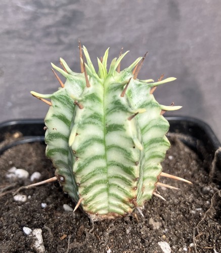 Euphorbia meloformis - euphorbia,