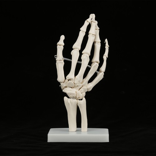 Anatomical life size human - ,
