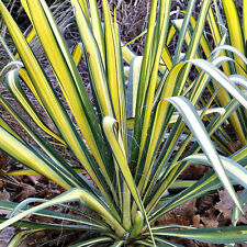 Yucca Colour Guard - Variegated Needle Palm | Evergreen Potted Grassy Shrub