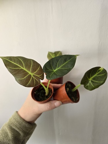 Alocasia regal shield baby - alocasia,