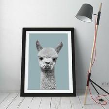 ALPACA DUCK EGG BLUE - FRAME